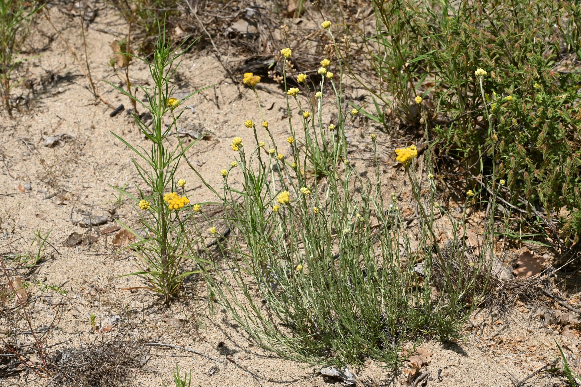 Helychrysum stoechas